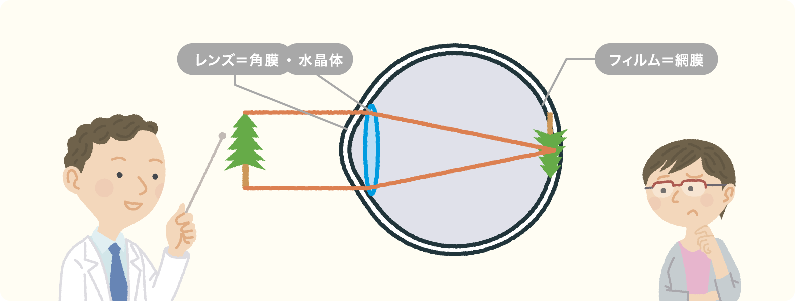 目の仕組みの図