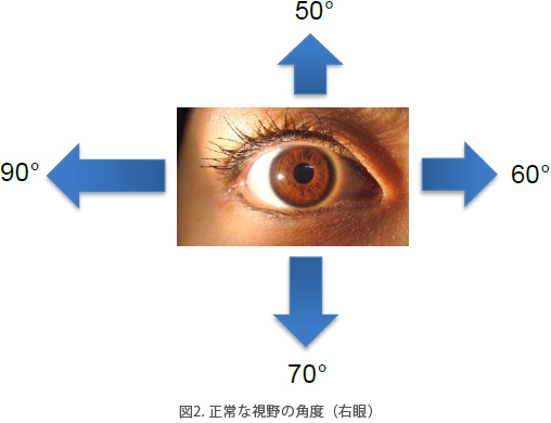 図2. 正常な視野の角度（右眼）