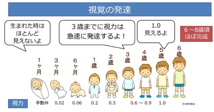 視覚の発達