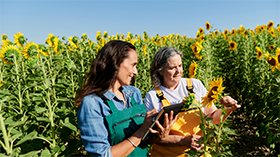 Sunflower Field