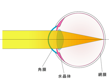 光は角膜と水晶体で曲げられ網膜に集まる